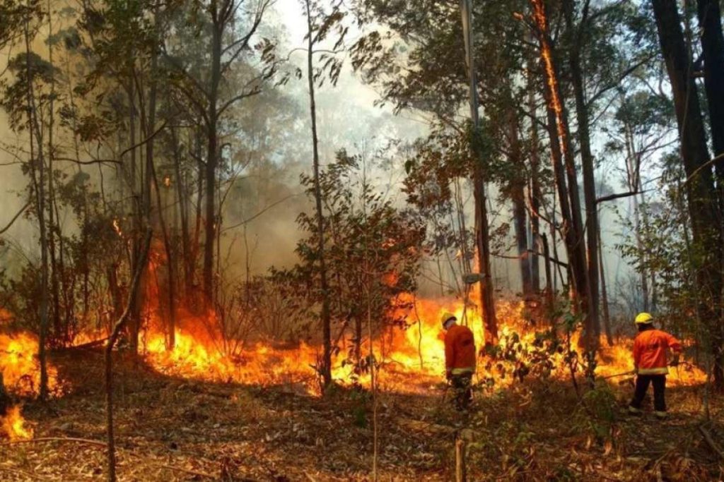 Queimadas batem recorde e colocam saúde e meio ambiente em risco